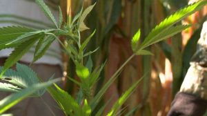Cops destroy 300 marijuana plants