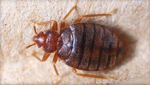 bedbug