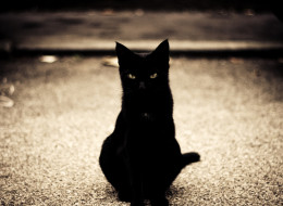 BLACK-CAT-large