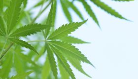 Close up of marijuana leaves