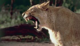 Close-up of a lion roaring (Panthera leo)