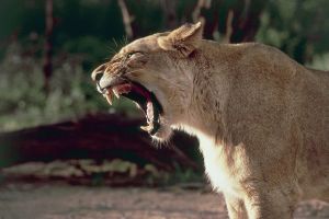 Close-up of a lion roaring (Panthera leo)
