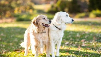 Two Golden Retriever Dogs Outdoors in Fall