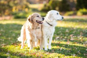 Two Golden Retriever Dogs Outdoors in Fall