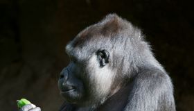 Gorilla's At Melbourne Zoo With New Born Baby Gorilla.