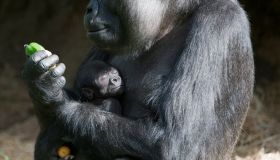 Gorilla's At Melbourne Zoo With New Born Baby Gorilla.