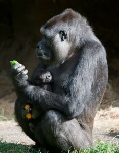 Gorilla's At Melbourne Zoo With New Born Baby Gorilla.