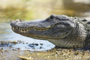 Alligator on mud, close-up