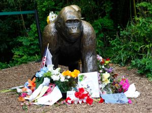 Controversy Rages After Shooting Death Of Endangered Gorilla At Cincinnati Zoo