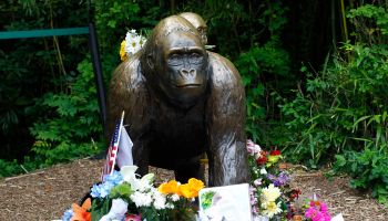 Controversy Rages After Shooting Death Of Endangered Gorilla At Cincinnati Zoo