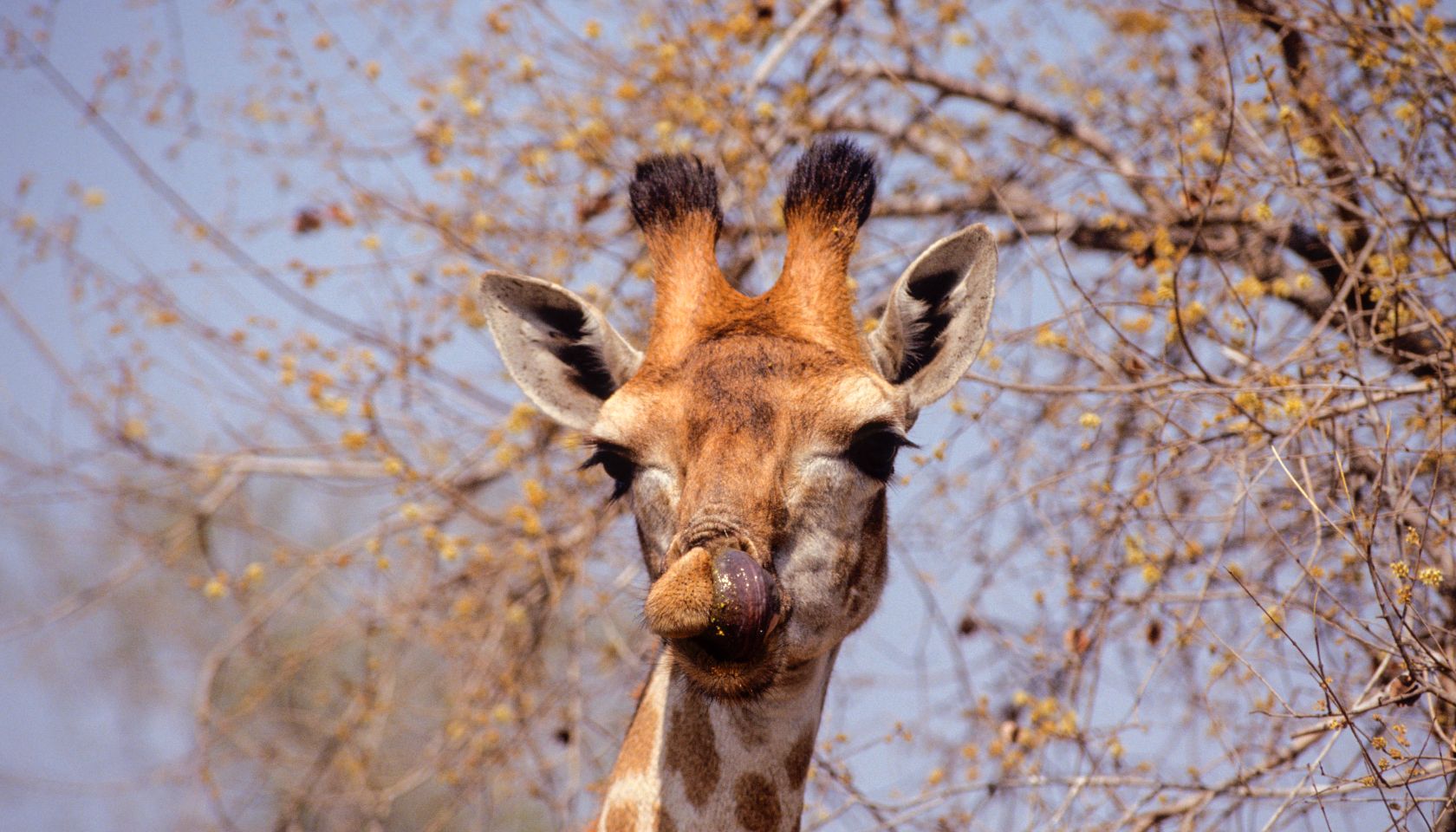 A female Giraffe licks her lips.