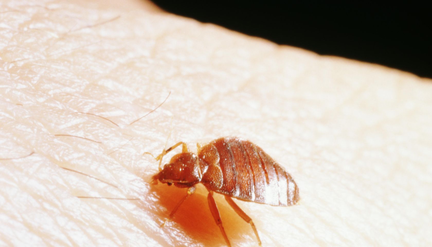 BEDBUG