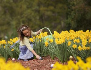 Mixed race girl in field gathering Easter eggs