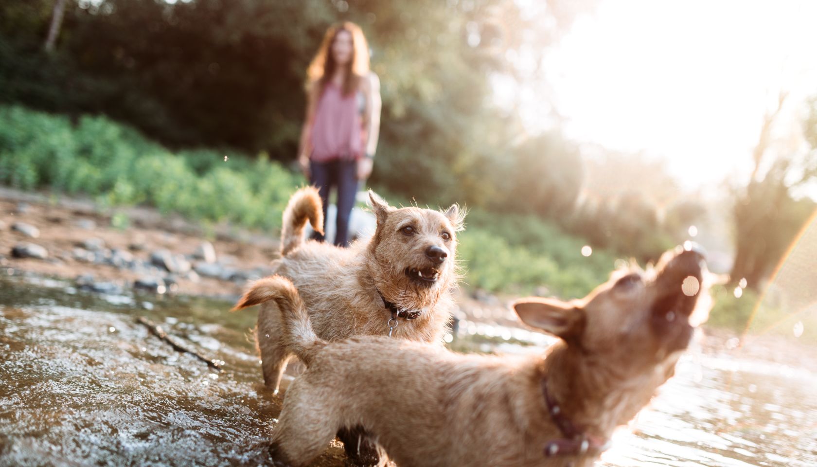 Woman Playing With Dogs at River