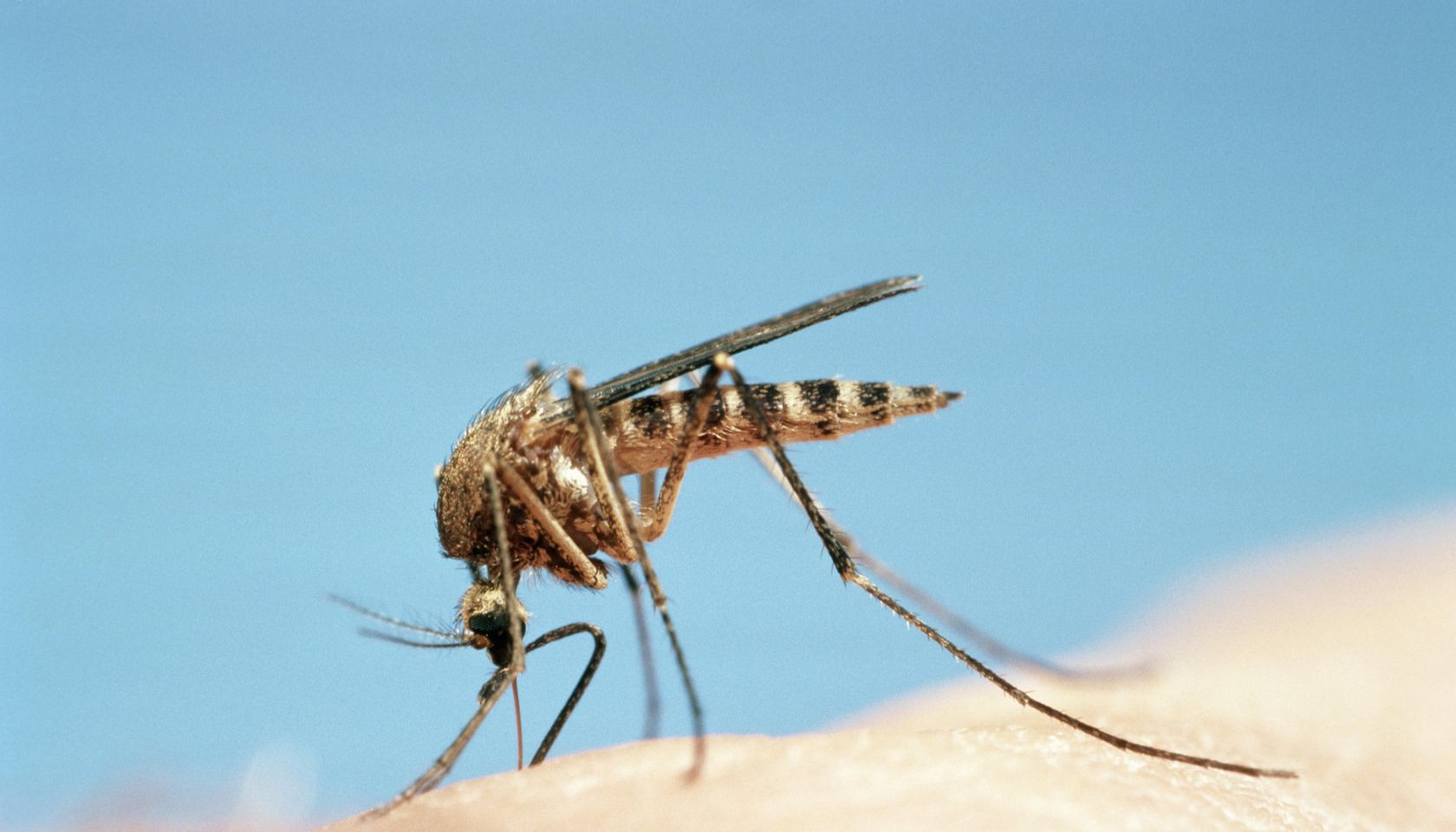 Mosquito (Culicidae sp) feeding, close-up