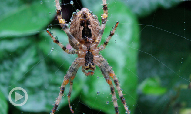 WTH?! Thursday: Prosecutor Suspended For Pulling Gun On Fake Spiders ... And More