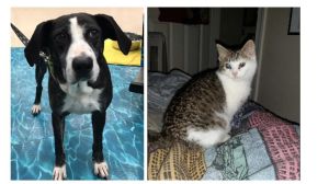 Pets Of The Week: Littles & Sue