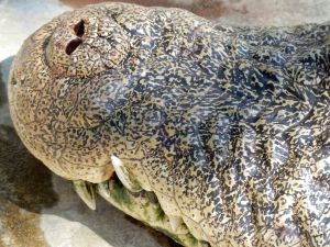Close-Up Of Crocodile