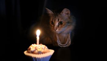 purrrrthday! Cat birthday cupcake.