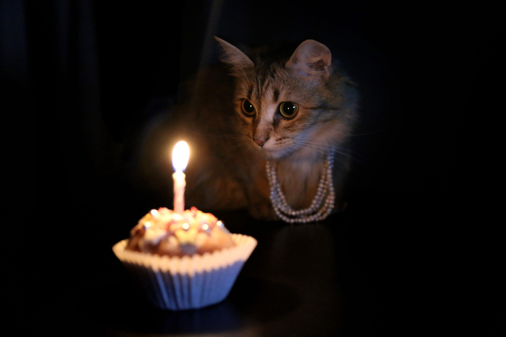 purrrrthday! Cat birthday cupcake.