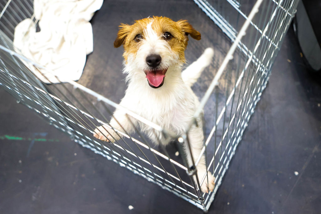 Crufts 2022 - Day Two