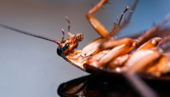 Cockroach isolated on black background
