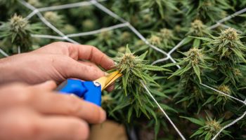 Human hand cutting the cannabis flower