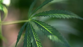 Cannabis leaf close up - a leaf in green background