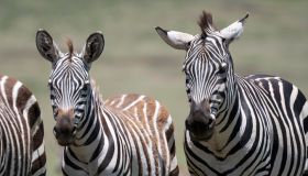 Plains zebra (Equus quagga) or horse zebra, mare and foal, animal portrait, Ngorongoro Conservation Area, Tanzania