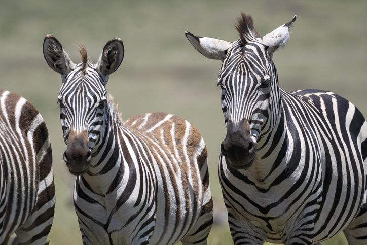 Plains zebra (Equus quagga) or horse zebra, mare and foal, animal portrait, Ngorongoro Conservation Area, Tanzania