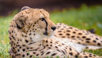 Close-up of cheetah relaxing on grassy field,Columbus Zoo and Aquarium,United States,USA