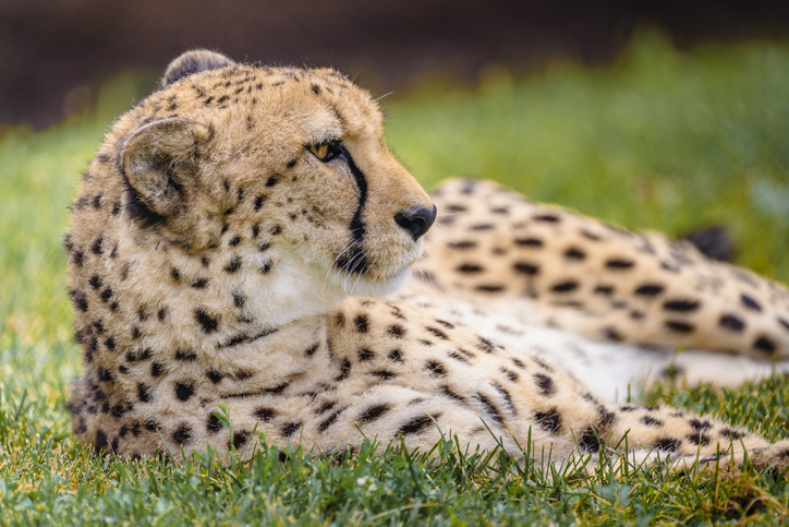 Close-up of cheetah relaxing on grassy field,Columbus Zoo and Aquarium,United States,USA