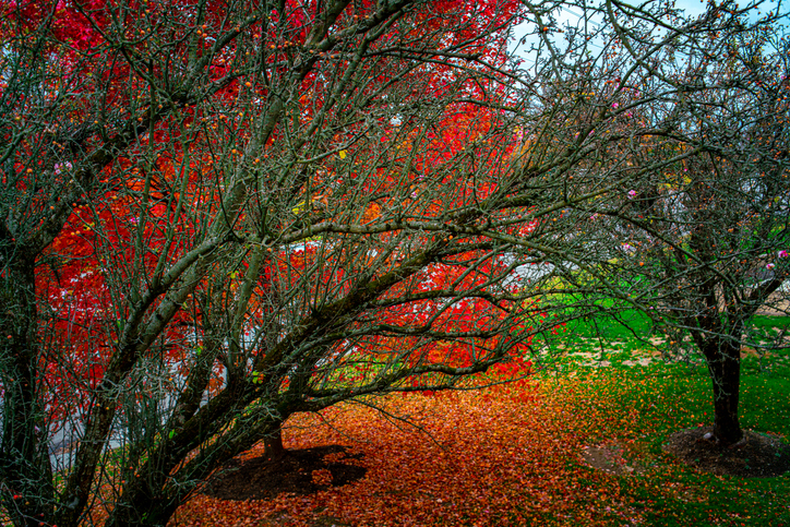 Autumn colors in Columbus
